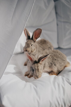 abbit on the garden