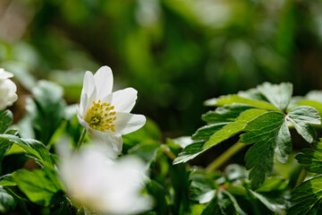 A white flower with yellow center, surrounded by green leaves