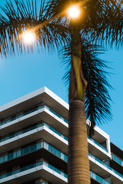 Modern Miami living with tropical palm tree vibes