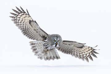 Majestic grey owl in flight against a clear background