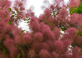 Smoke bush Cotinus Coggygria shrub that's also commonly known as royal purple smoke bush, smokebush, smoke tree and purple smoke tree. Smoke Tree as a background with copy space.