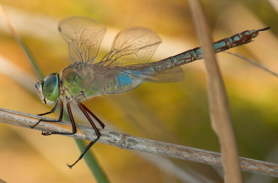 Close-up Dragonfly Resting on Twig with Golden Bokeh