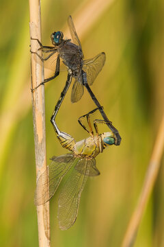 Intimate moment of dragonflies on a reed stem