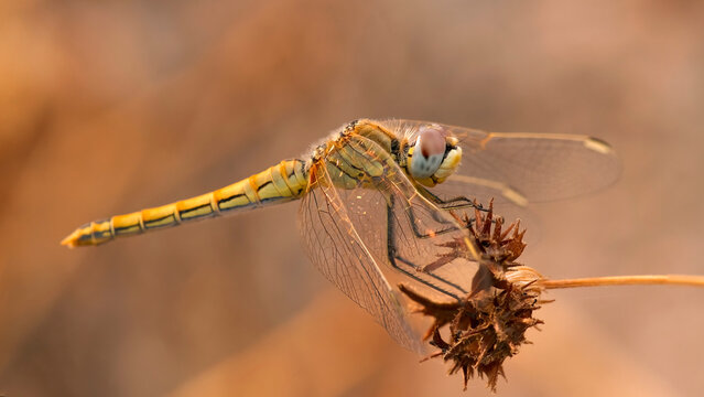 Close-up of Dragonfly Resting on Dry Plant