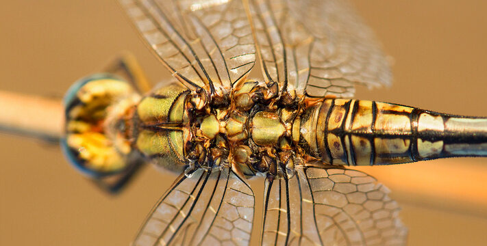 Close-up view of a dragonfly resting on a twig
