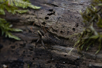 Spinne auf baumstamm
