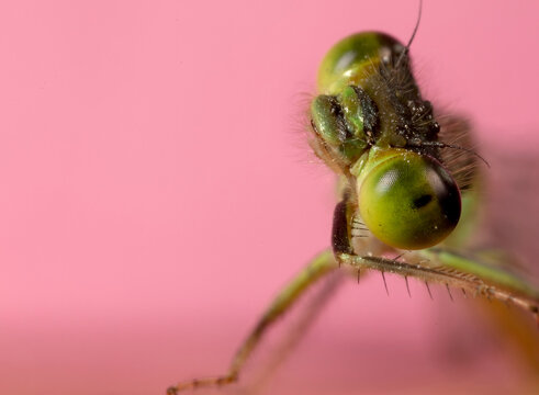 Close-up of Damselfly on a Pink Background