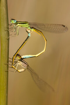 Close-up of mating damselflies on a plant stem