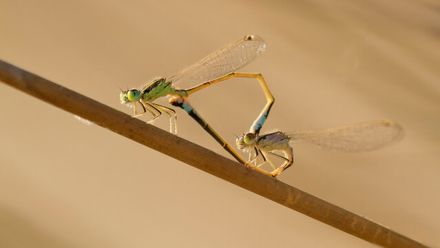Mating Ischnura Sahariensis damselflies on a twig