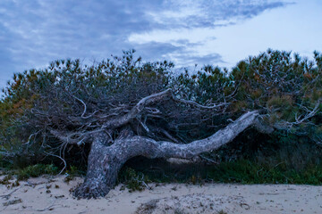 Fototapeta premium tree stump