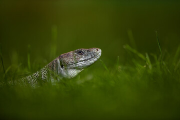 Close-up of a male ocellated lizard in natural habitat