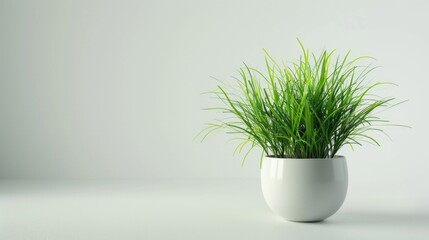 A simple plant in a white vase on a table, perfect for home decor projects