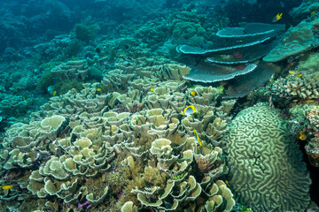 Reef scenic with pristine stony coral colonies, Raja Ampat Indonesia.