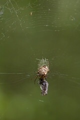 Spinne mit Beute