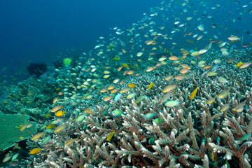 Massive acropra stonu corals with anthias and damsels hovering, Raja Ampat Indonesia.
