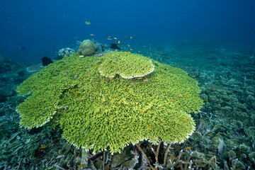 Giant table coral, Acropora sp., Raja Ampat Indonesia.