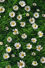 Fototapeta premium White daisies blooming in green grass, suitable for nature and gardening themes