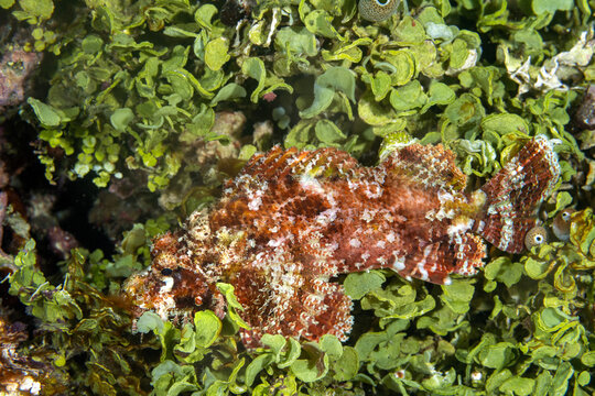 Tassled scorpionfish, Scorpaenopsis oxycephala, on halimeda algae, Raja Ampat Indonesia