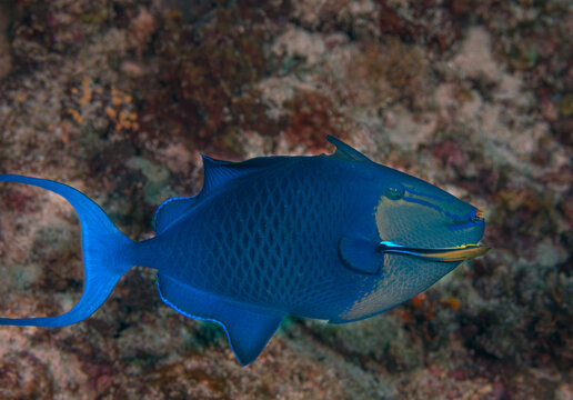 Redtooth triggerfish being cleaned by cleaner wrasses, Labroides dimidiatus, Raja Ampat Indonesia.