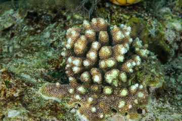 Fototapeta na wymiar A stony coral propogating over a dead coral where the ecosystem are healthy, Raja Ampat Indonesia