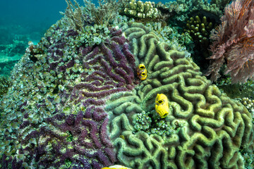 Cyanobacteria killing and covering a brain coral, Raja Ampat Indonesia.
