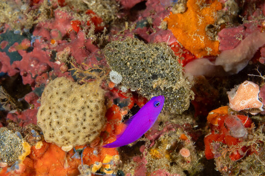 Magenta dotyback, Pseudochromis porphyreus, Raja Ampat Indonesia.