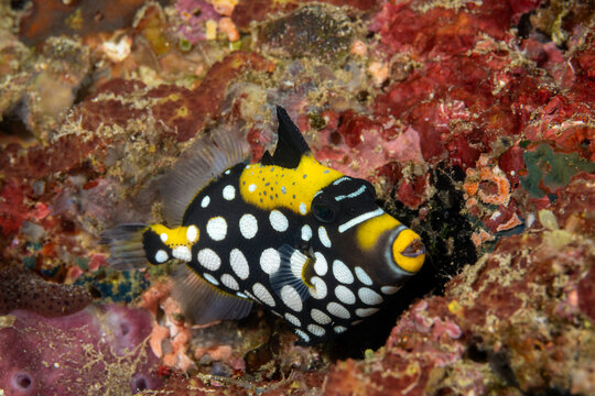 Juvenile Clown triggerfish, Balistoides conspicillum, Raja Ampat Indonesia.