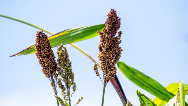 Sorghum bicolor (Cantel, gandrung, great millet, broomcorn, guinea corn). The grain finds use as human food, and for making liquor, animal feed, or bio-based ethanol. Sorghum grain is gluten free