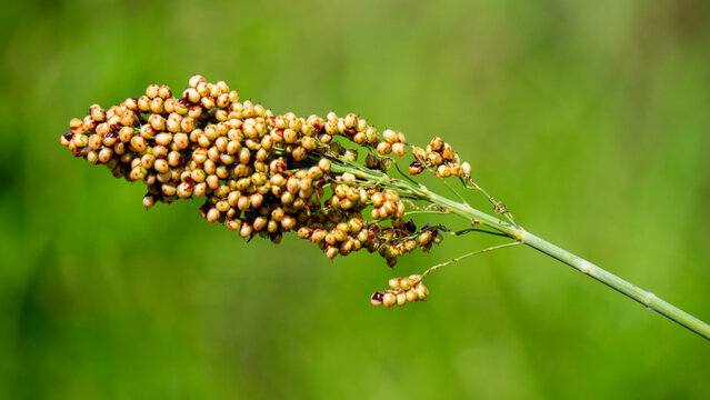 Sorghum bicolor (Cantel, gandrung, great millet, broomcorn, guinea corn). The grain finds use as human food, and for making liquor, animal feed, or bio-based ethanol. Sorghum grain is gluten free