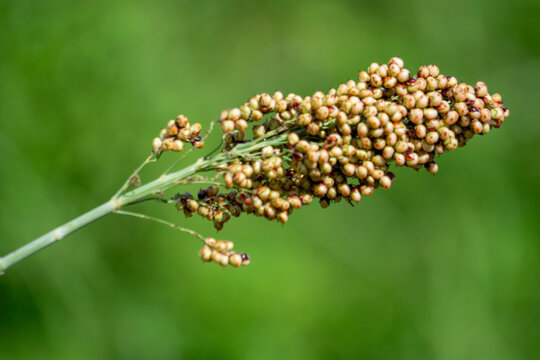 Sorghum bicolor (Cantel, gandrung, great millet, broomcorn, guinea corn). The grain finds use as human food, and for making liquor, animal feed, or bio-based ethanol. Sorghum grain is gluten free