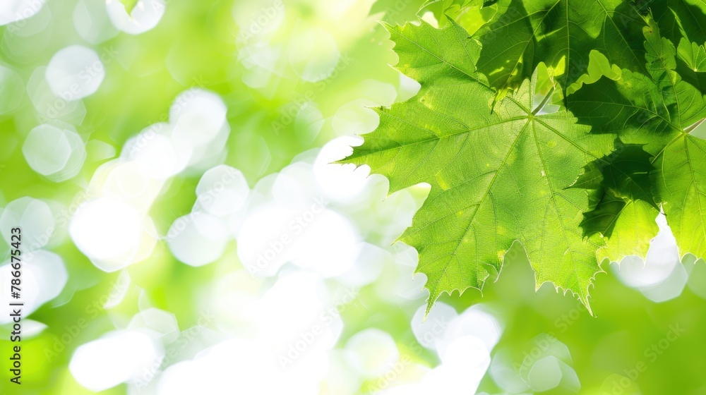 Poster detailed view of a single leaf on a tree, perfect for nature backgrounds.