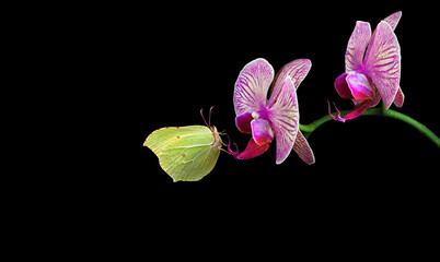 yellow butterfly on orchid flowers in water drops isolated on black. brimstones butterfly. copy space - 786676001