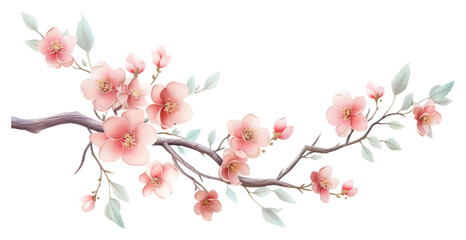 PNG Branch of cherry blossom flower plant white background