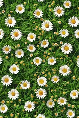 A field of white daisies with yellow centers. Suitable for floral backgrounds © Fotograf