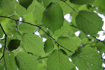 green leaves background in the summer and spring