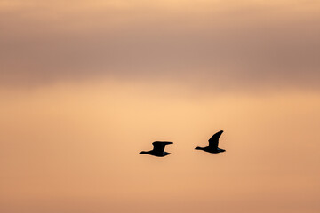 Silhouette of wild geese flying in a magnificent sunset sky