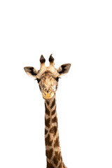 Naklejka premium Portrait of a lone giraffe against transparent background