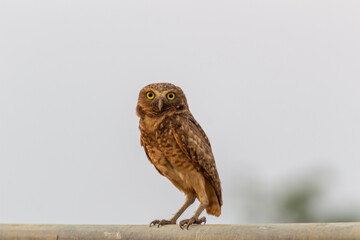  cute owl on a fence in the wild