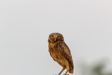  cute owl on a fence in the wild