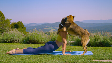 Young woman is doing yoga stretches when a playful dog comes and licks her face - obrazy, fototapety, plakaty