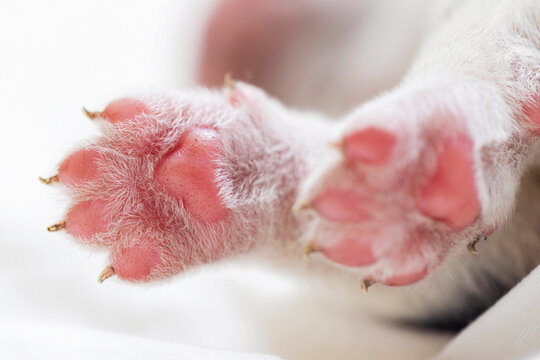 Close-up of Husky Puppy Paw and Nose