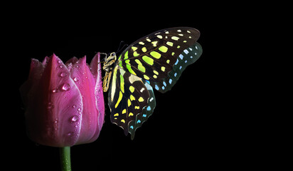 Bright spotted butterfly on colorful purple tulip in water drops isolated on black. Graphium agamemnon butterfly. Green-spotted triangle. Tailed green jay. Copy space - 786680268