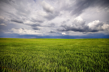Lush green wheat field stretching to the horizon under a dramatic cloudy sky