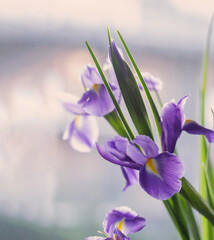 beautiful iris flowers on light background - 786680419