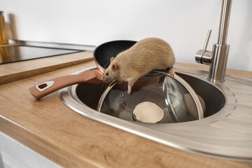 Little rat on lid in sink, closeup. Pest control concept