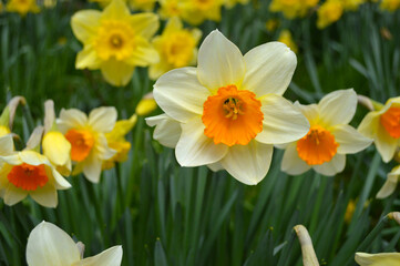 White and orange daffodils blooming in a garden