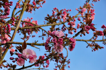 cherry blossom