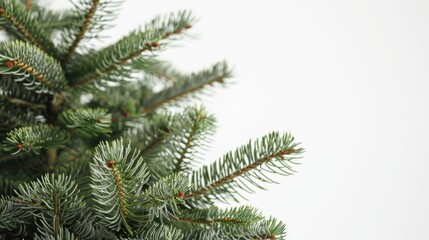 Close-up of a pine tree on a white background. Ideal for nature and Christmas concepts