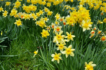 Yellow daffodils blooming in a garden