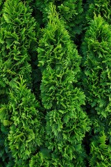 A close up shot of green plants. Suitable for nature and environmental themes